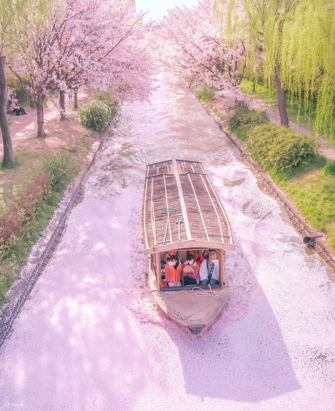 工場直売 boat Ten-stone rafting tunnel blossom cherry the through 菓子
